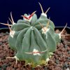 Stenocactus_coptogonus